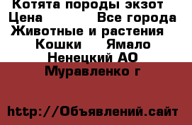 Котята породы экзот › Цена ­ 7 000 - Все города Животные и растения » Кошки   . Ямало-Ненецкий АО,Муравленко г.